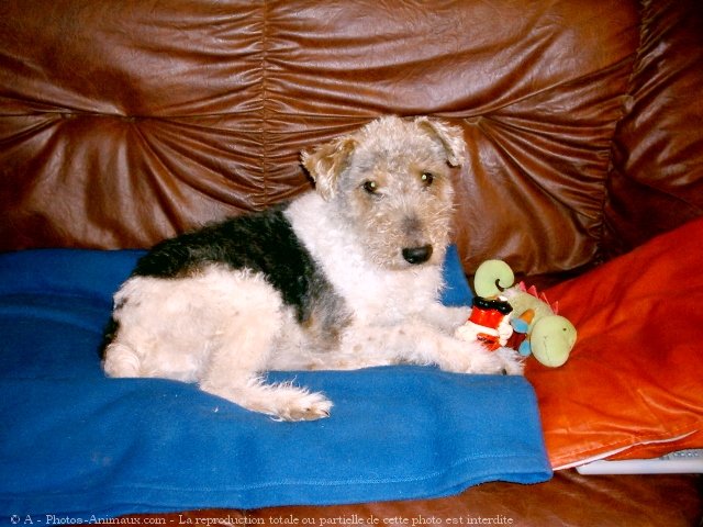 Photo de Fox terrier  poil dur