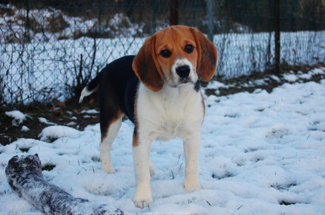 Photo de Beagle