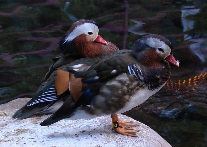 Photo de Canard mandarin