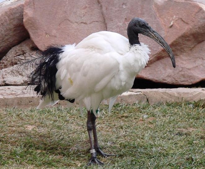 Photo d'Ibis sacr