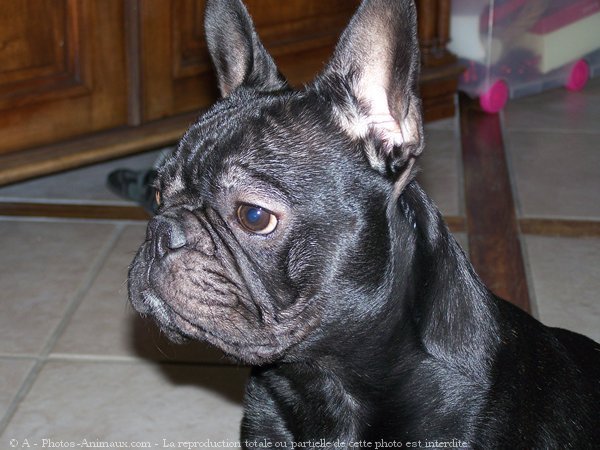 Photo de Bouledogue franais