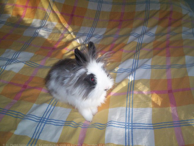 Photo de Lapin