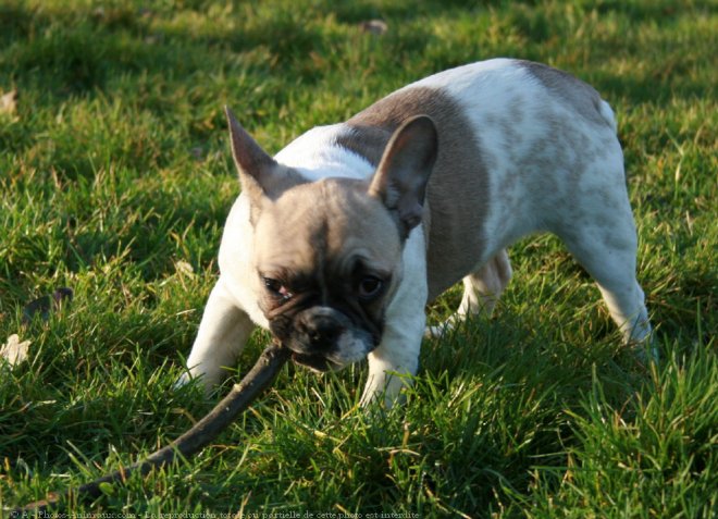 Photo de Bouledogue franais