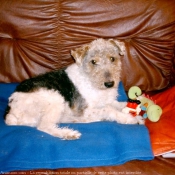 Photo de Fox terrier  poil dur