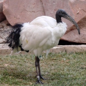 Photo d'Ibis sacr