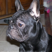 Photo de Bouledogue franais