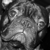 Photo de Bouledogue franais