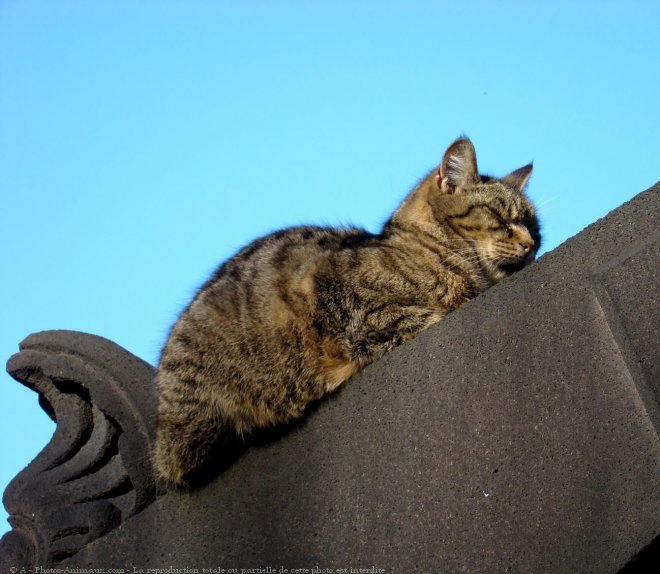 Photo de Chat domestique