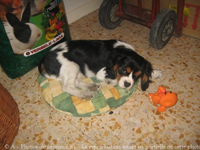 Photo de Cavalier king charles spaniel