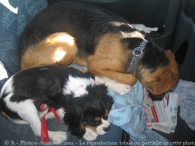 Photo de Cavalier king charles spaniel