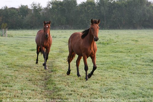 Photo de Trotteur franais