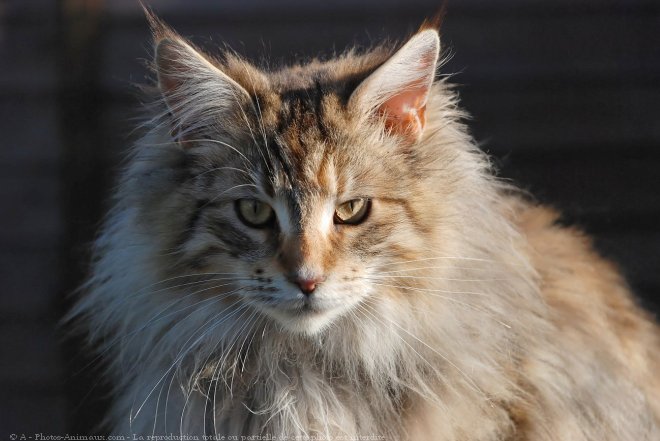 Photo de Maine coon