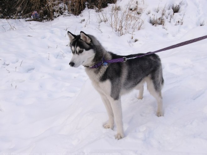 Photo de Husky siberien