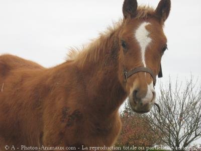 Photo de Quarter horse