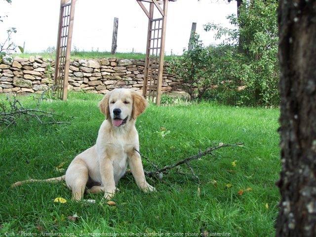 Photo de Golden retriever