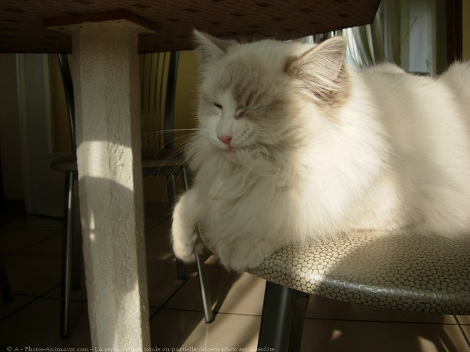 Photo de Ragdoll