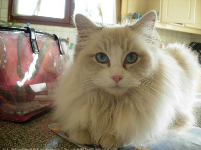 Photo de Ragdoll