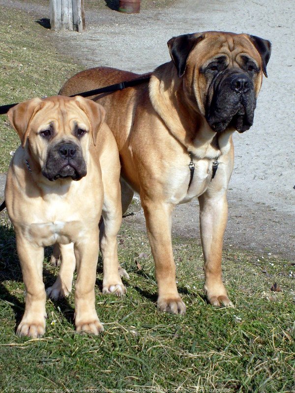 Photo de Bullmastiff