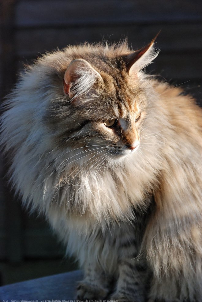 Photo de Maine coon