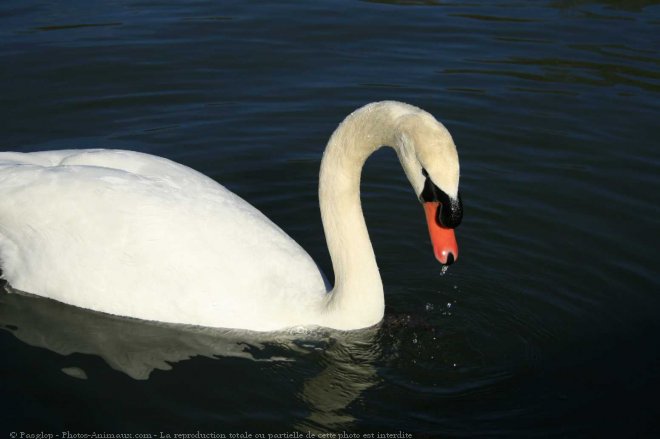 Photo de Cygne