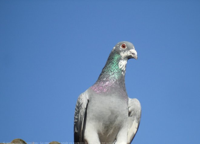 Photo de Pigeon