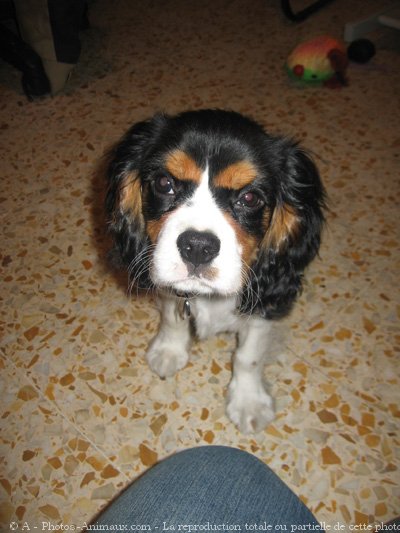 Photo de Cavalier king charles spaniel