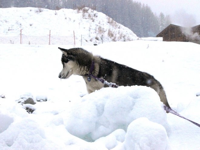 Photo de Husky siberien