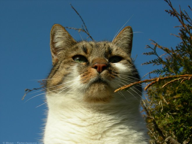 Photo de Chat domestique