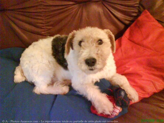 Photo de Fox terrier  poil dur