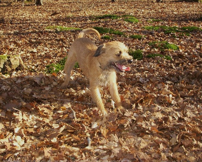 Photo de Border terrier