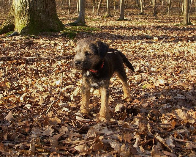 Photo de Border terrier