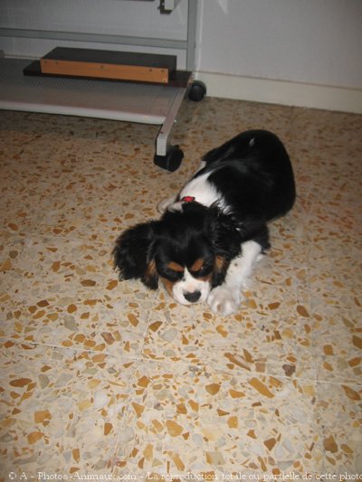 Photo de Cavalier king charles spaniel