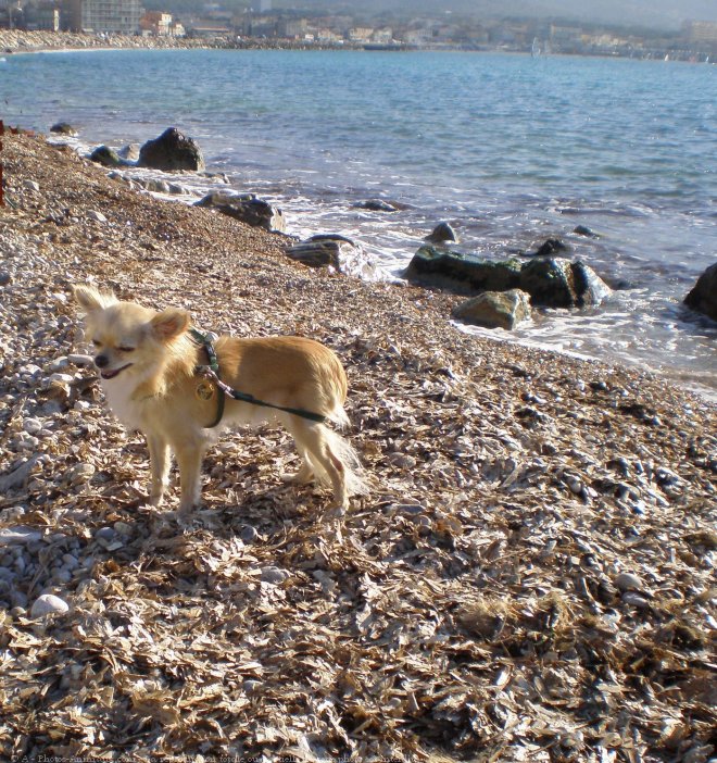 Photo de Chihuahua  poil long