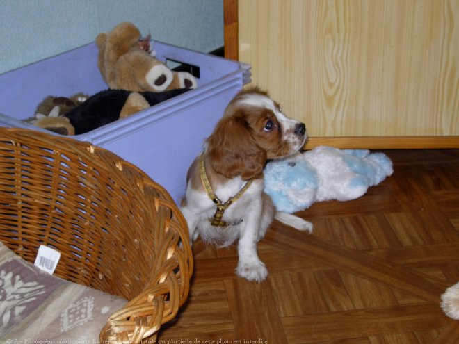 Photo de Cavalier king charles spaniel