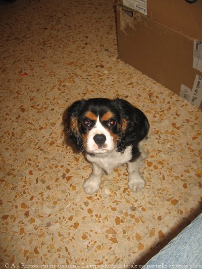 Photo de Cavalier king charles spaniel