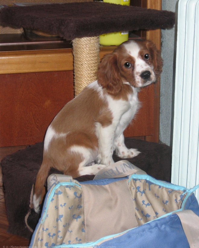 Photo de Cavalier king charles spaniel