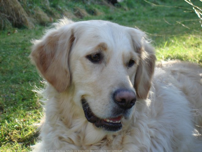 Photo de Golden retriever