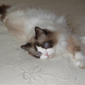 Photo de Ragdoll