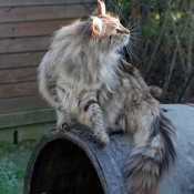 Photo de Maine coon