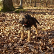 Photo de Border terrier