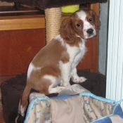 Photo de Cavalier king charles spaniel