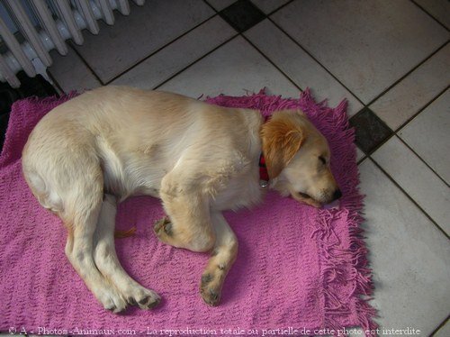 Photo de Golden retriever