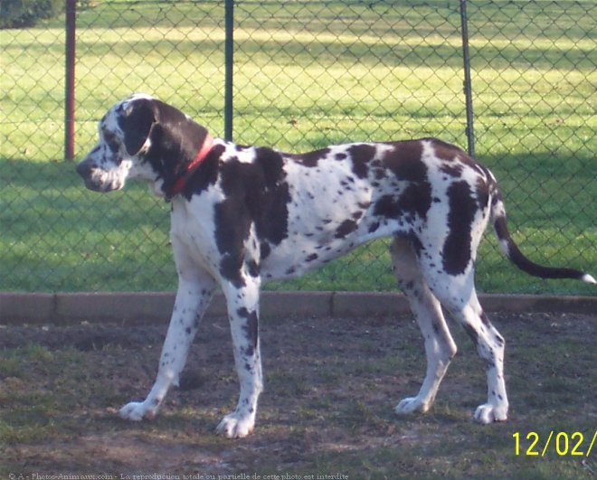 Photo de Dogue allemand