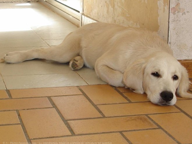 Photo de Golden retriever