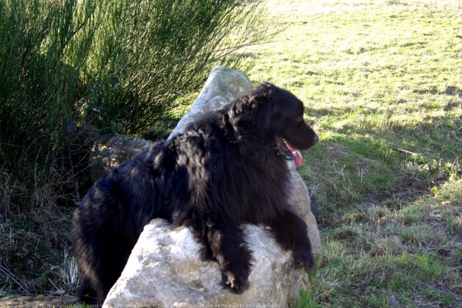 Photo de Chien de terre-neuve