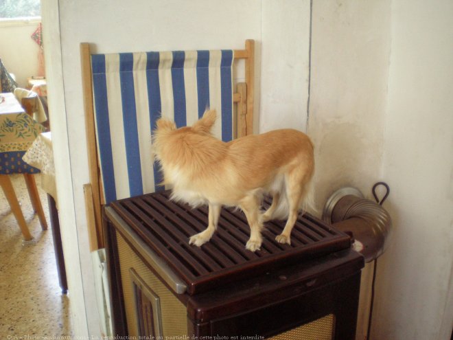 Photo de Chihuahua  poil long