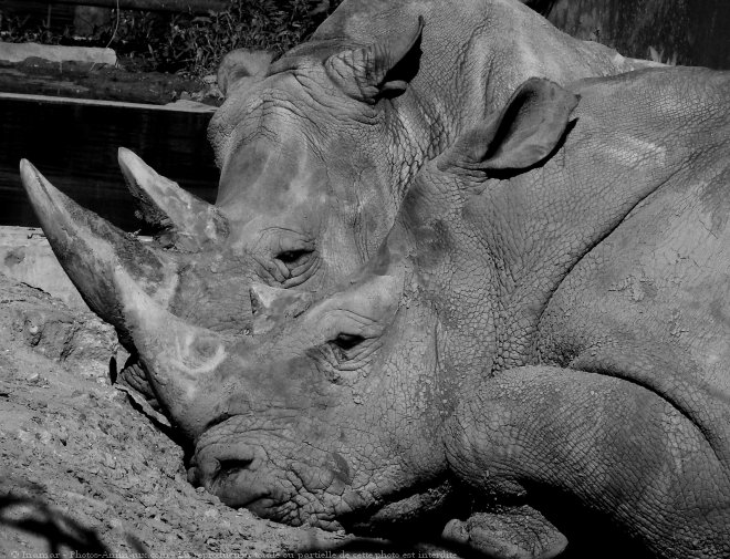 Photo de Rhinocros