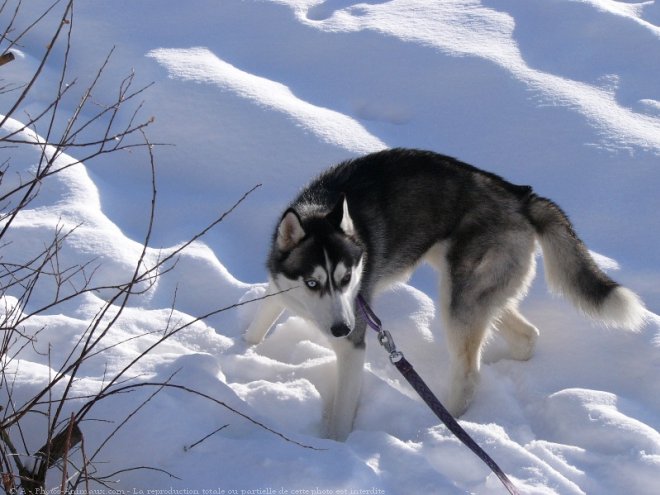 Photo de Husky siberien