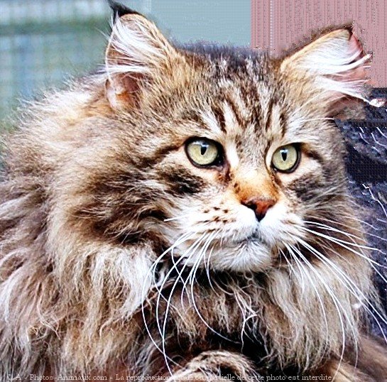 Photo de Maine coon