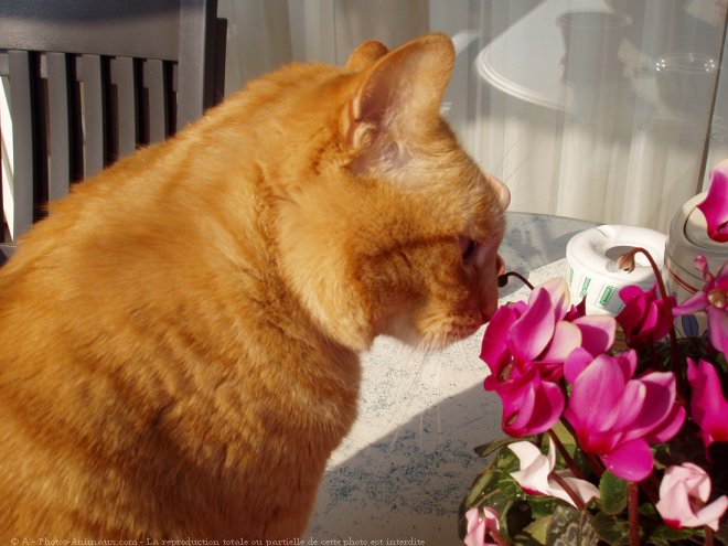 Photo de Chat domestique